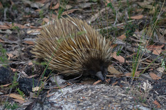 Tachyglossus aculeatus multiaculeatus