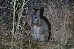 Notamacropus eugenii