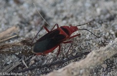 Dysdercus fulvoniger