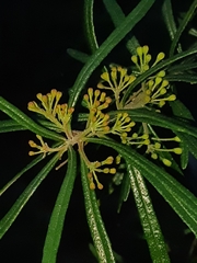 Leionema