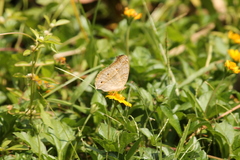 Junonia atlites