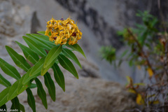 Hypericum quartinianum