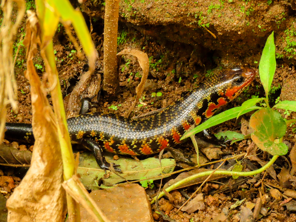 Hinkel's Red-Flanked Skink