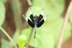 Neurothemis tullia