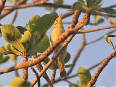 Ptilotula flavescens