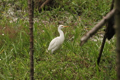 Bubulcus ibis