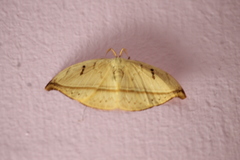 Lepidoptera