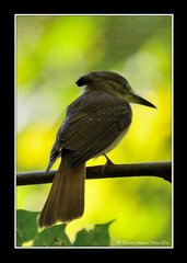 Onychorhynchus coronatus
