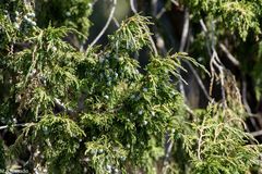 Juniperus procera