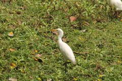 Bubulcus ibis