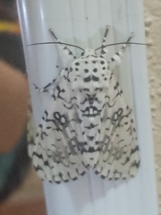 Lichnoptera