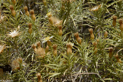 Helichrysum horridum