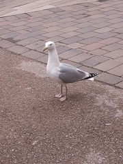 Larus argentatus