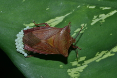 Pygoplatys longiceps