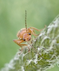 Cantharis pallida