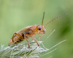 Cantharis pallida