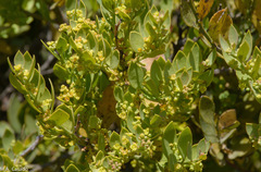 Osyris lanceolata