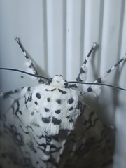 Lichnoptera