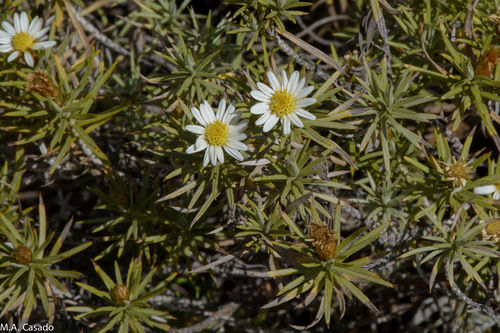 Yemen Mapdaisy (Arrowsmithia ericifolia)