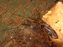 Tipula coquilletti