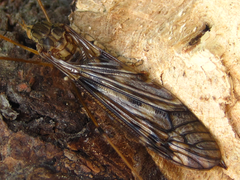 Tipula coquilletti