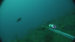 Callanthias australis