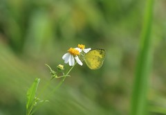 Eurema andersoni
