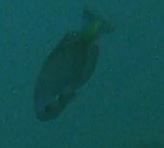 Callanthias australis