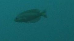 Callanthias australis