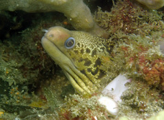 Gymnothorax cribroris