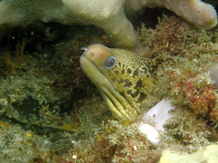 Gymnothorax cribroris