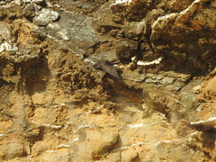 Ptyonoprogne concolor