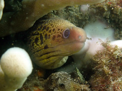 Gymnothorax cribroris