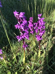 Orchis mascula