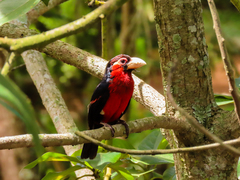 Lybius bidentatus