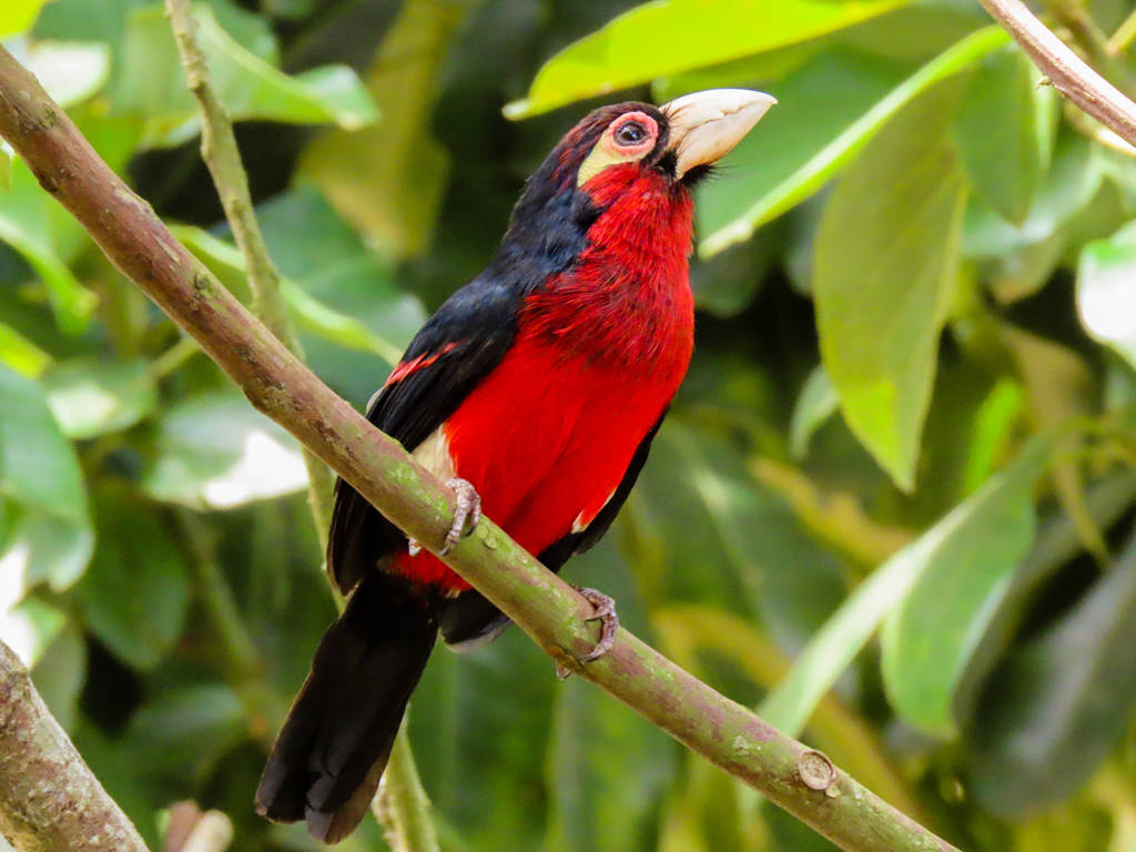 Double-toothed Barbet photo
