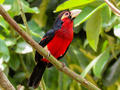 Lybius bidentatus