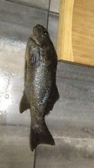 Aplodactylus punctatus