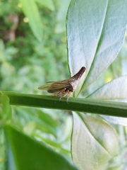 Aconophora compressa