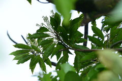 Elaeocarpus angustifolius