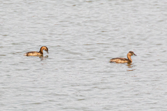 Tachybaptus ruficollis poggei