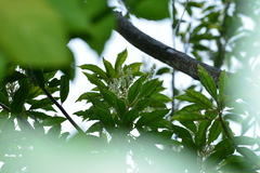 Elaeocarpus angustifolius