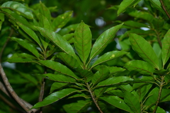 Elaeocarpus angustifolius