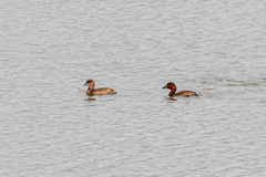 Tachybaptus ruficollis poggei