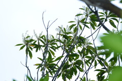 Elaeocarpus angustifolius