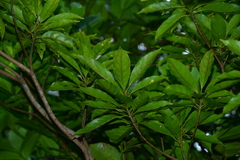 Elaeocarpus angustifolius