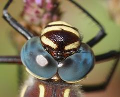 Notoaeschna sagittata