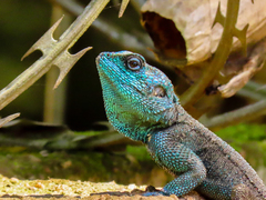 Acanthocercus ugandaensis