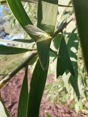 Plesiochrysa atalotis