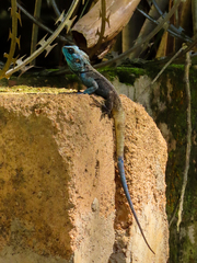 Acanthocercus ugandaensis